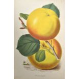 Äpfel. Elf Darstellungen. a) "The Best Bache." Kolorierter Farbstich um 1800. Ca. 29,5 x 21 cm (Pl),