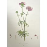 "Flora Monacensis". Vier Darstellungen. Kolorierte Lithographien um 1820. Ca. 47 x 35 cm u. 51,5 x