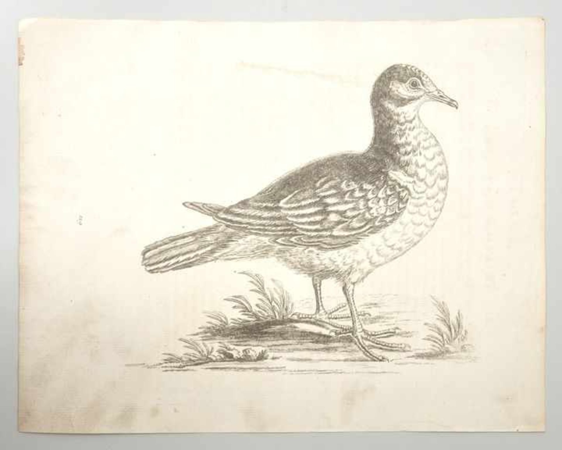 George Edwards (1694-1773) Landvogel 119 / Wasservogel 151 / Wasservogel 156 / Wasservogel 157 /