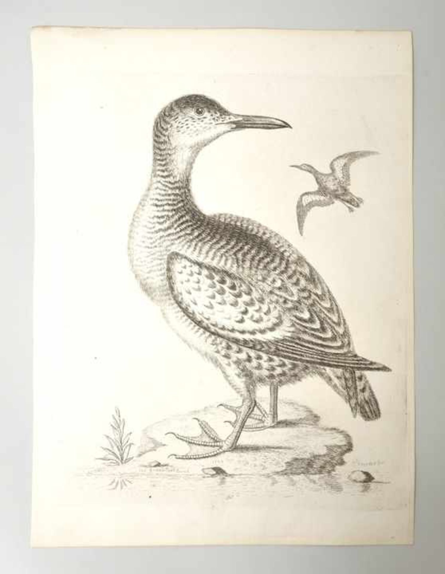 George Edwards (1694-1773) Greenland Dove 50 / Möwe 88 / Red throated Loon 97 / Möwe 149 / Blue-