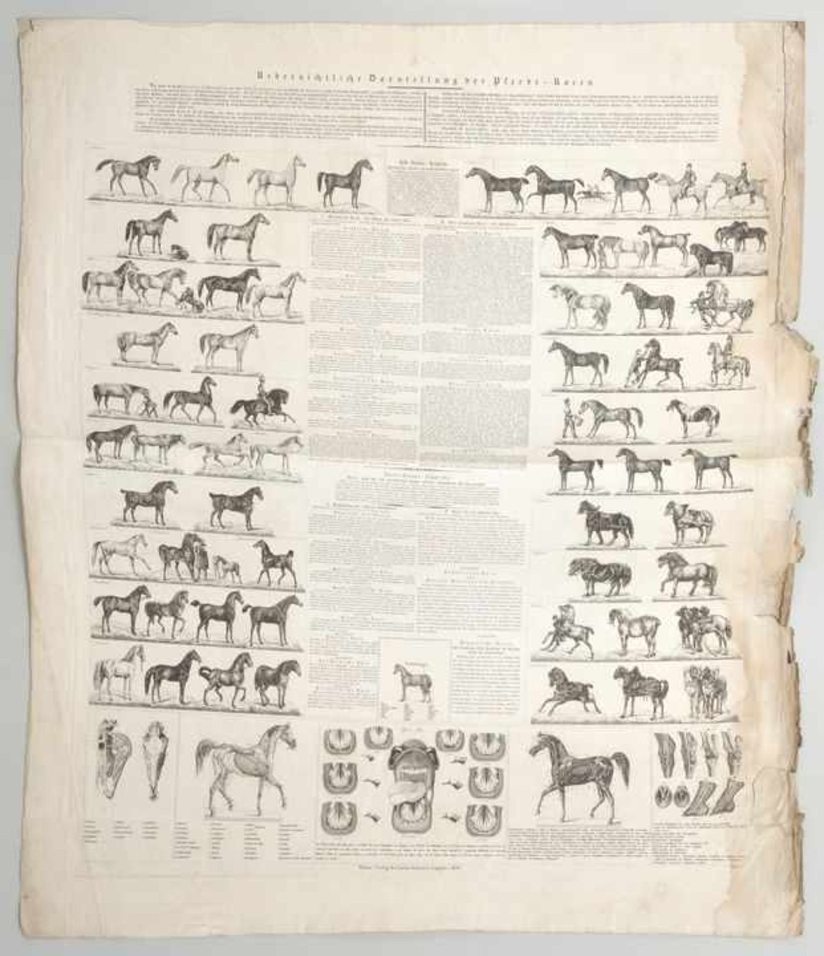 Pferderassen. 1838. "Übersichtliche Darstellung der Pferde-Racen". Gestochenes Schaubild mit