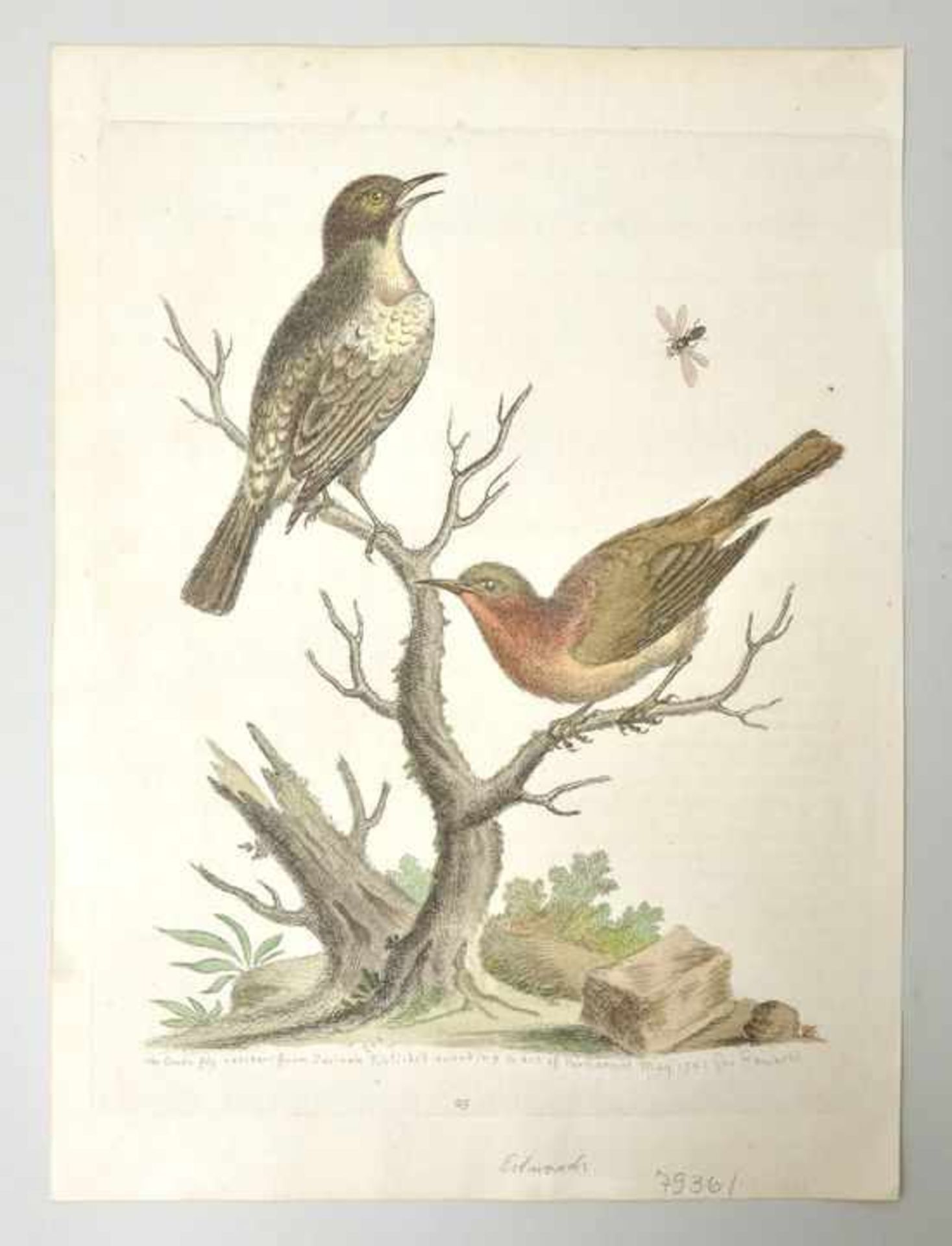 George Edwards (1694-1773) Green Fly-Catchers 25 / Wheat (?) 31 / Red throated Huming Birds 38.