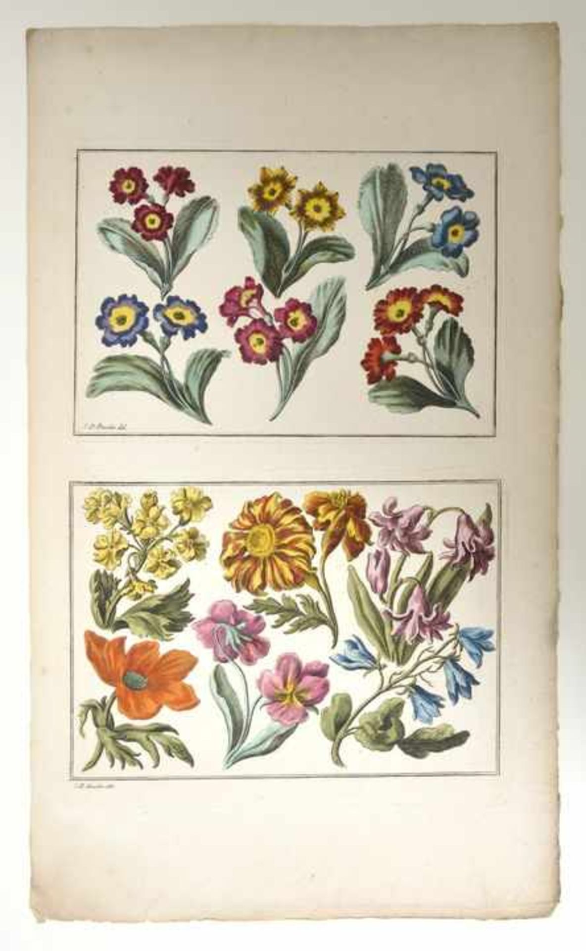 Johann Daniel Preissler (1666-1737) Zwei Blatt mit je zwei Vorlagenfeldern zur ornamentalen - Image 2 of 2