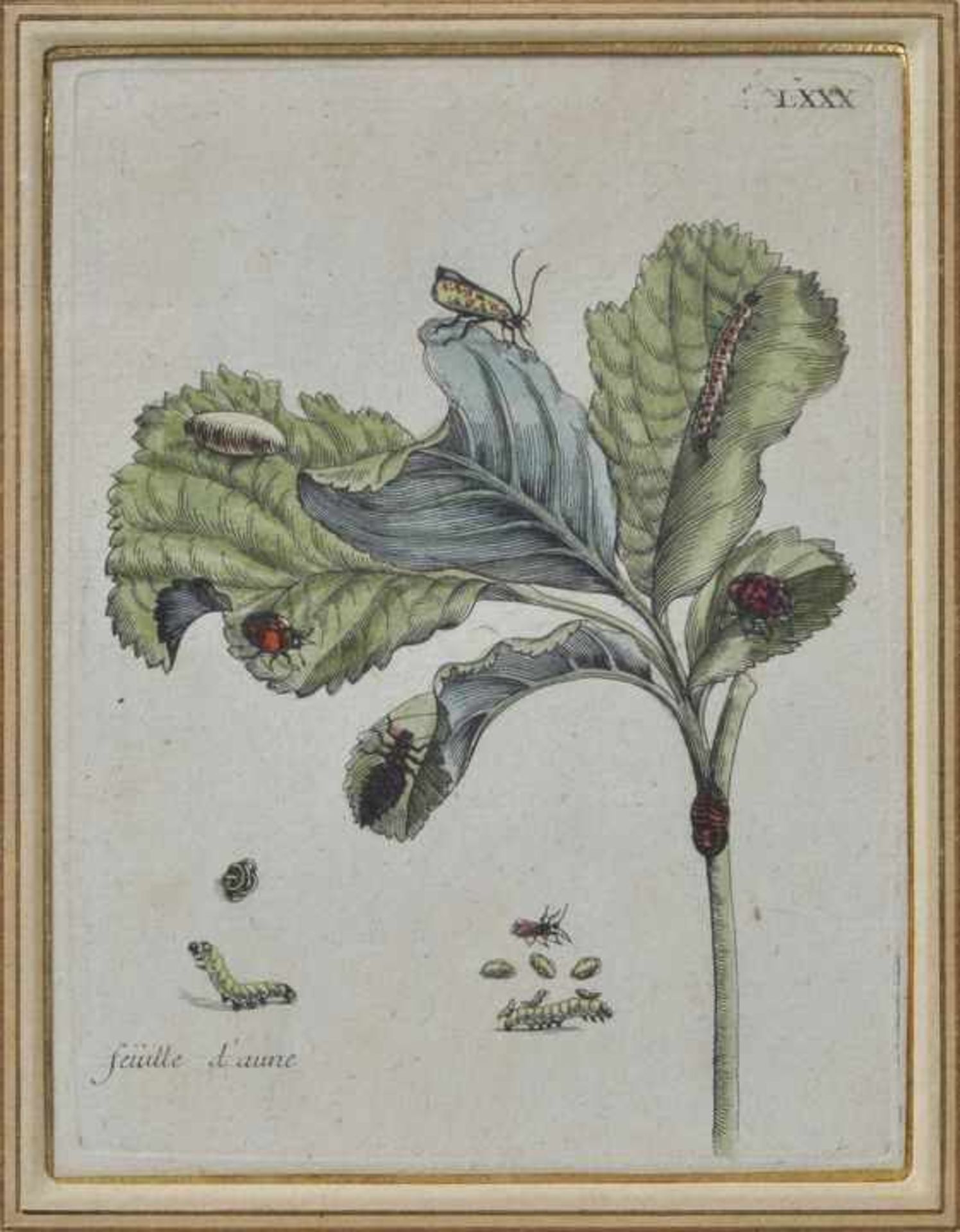 Konvolut botanische Darstellungen. 9 Bll. gerahmt. a) "Fingerhütel/ Digitalis", "Tulippen/ - Bild 2 aus 4