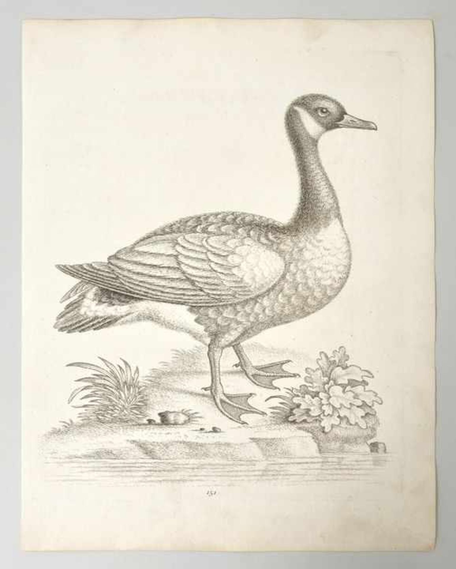 George Edwards (1694-1773) Landvogel 119 / Wasservogel 151 / Wasservogel 156 / Wasservogel 157 / - Bild 2 aus 4