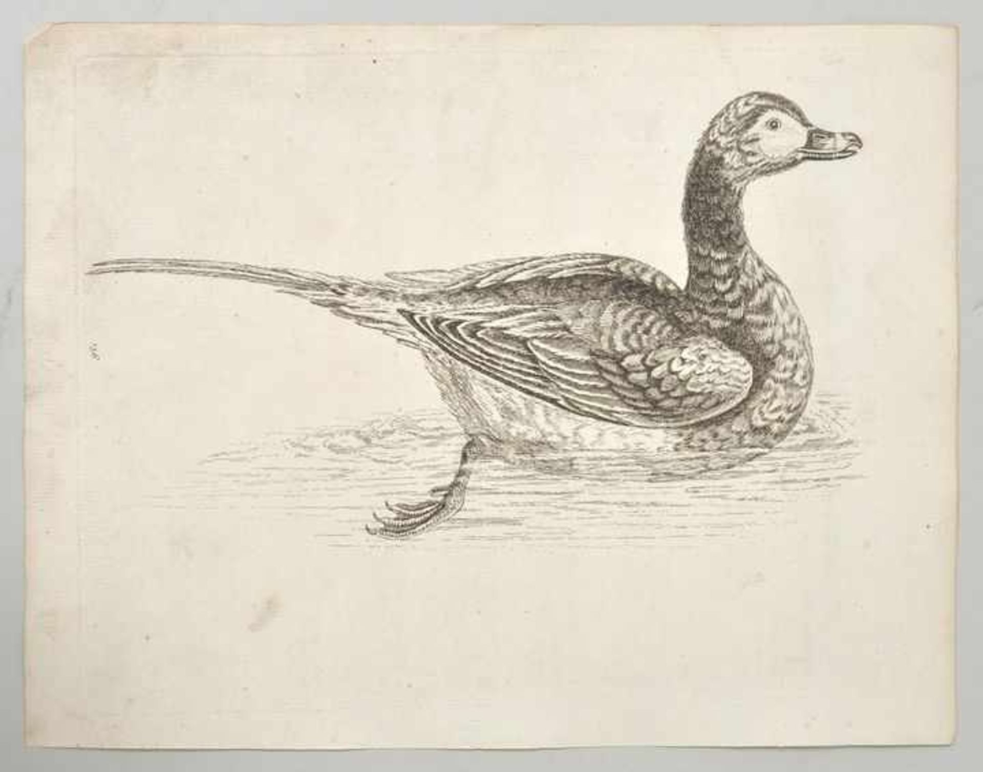 George Edwards (1694-1773) Landvogel 119 / Wasservogel 151 / Wasservogel 156 / Wasservogel 157 / - Bild 3 aus 4