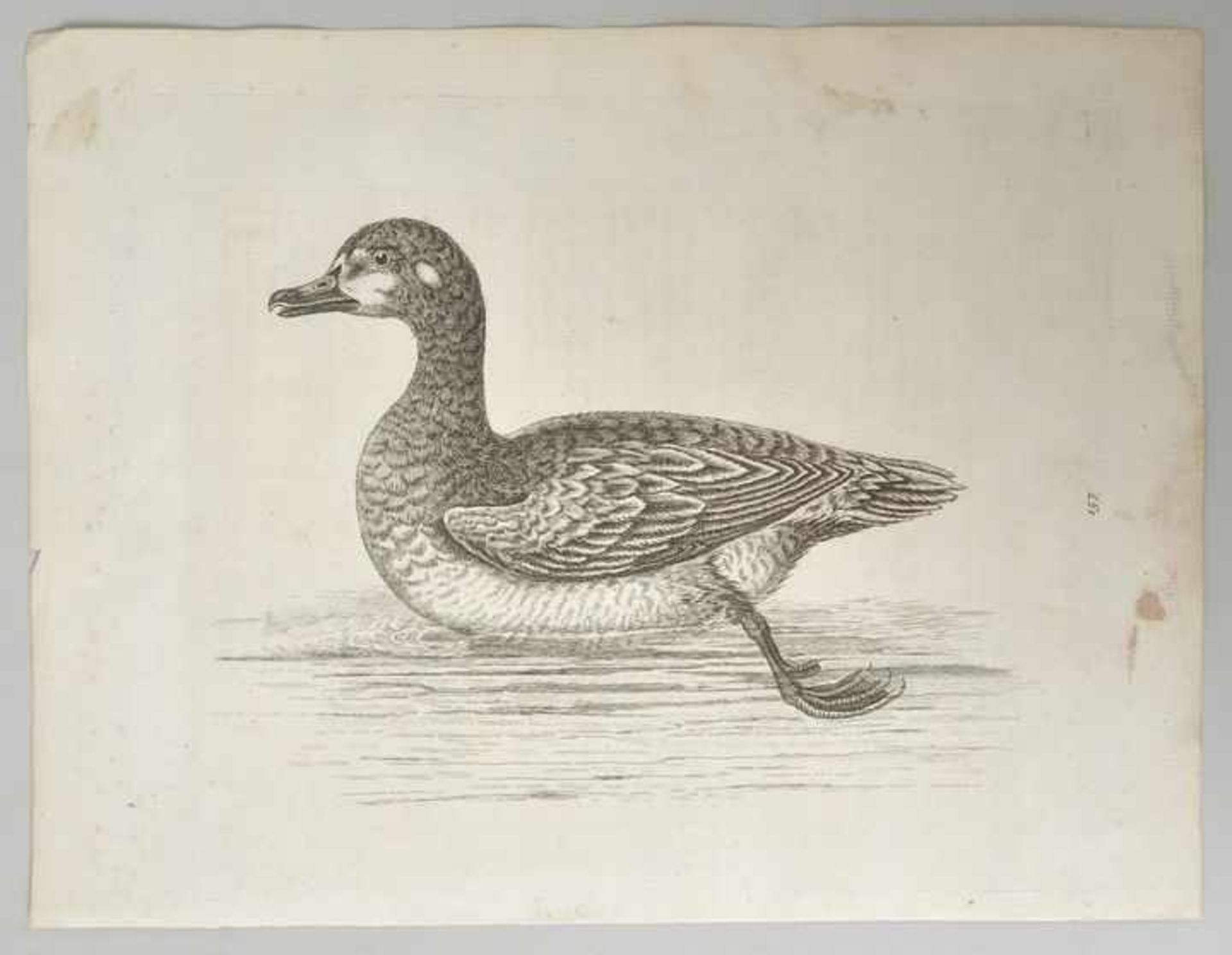 George Edwards (1694-1773) Landvogel 119 / Wasservogel 151 / Wasservogel 156 / Wasservogel 157 / - Bild 4 aus 4