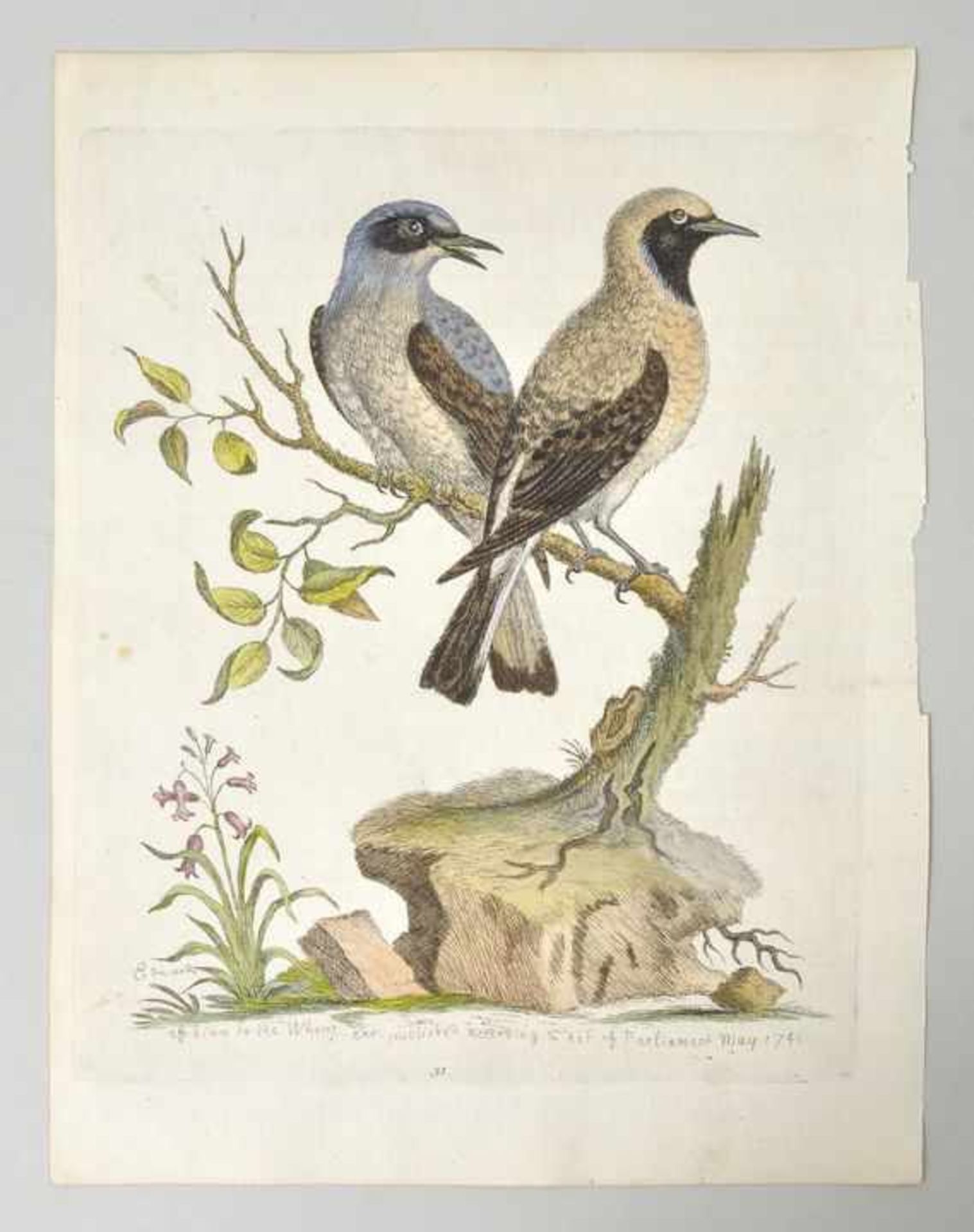 George Edwards (1694-1773) Green Fly-Catchers 25 / Wheat (?) 31 / Red throated Huming Birds 38. - Bild 2 aus 3