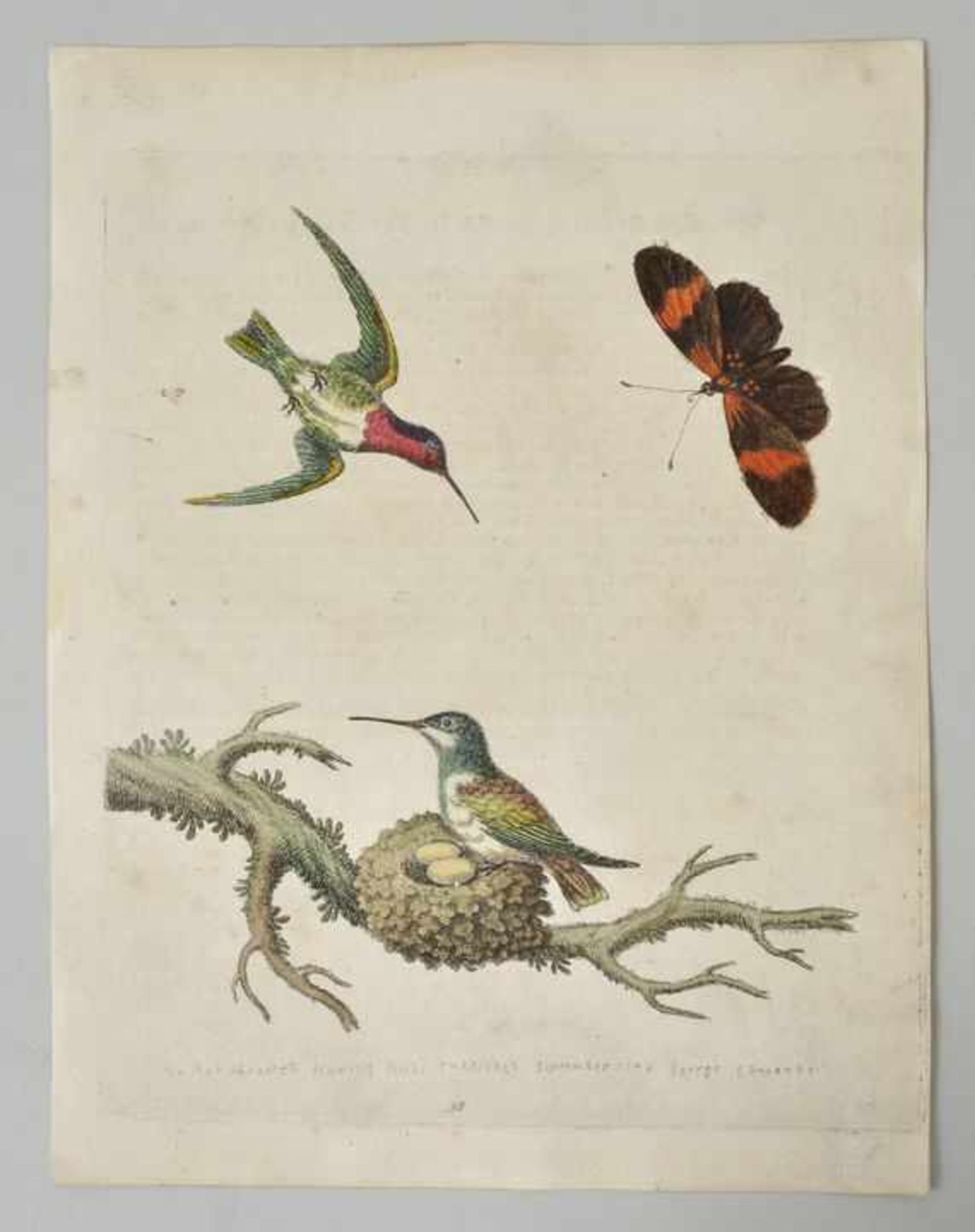 George Edwards (1694-1773) Green Fly-Catchers 25 / Wheat (?) 31 / Red throated Huming Birds 38. - Bild 3 aus 3