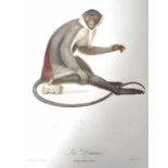 Audebert, J. B.: Histoire naturelle des singes et des makis Desray, Libraire, Paris o. J. Gr. 2°,