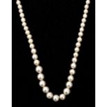 Perlenkette, um 1900/ 1920Einreihiges Colier von sehr schönen und gleichmäßigen altweißen bis