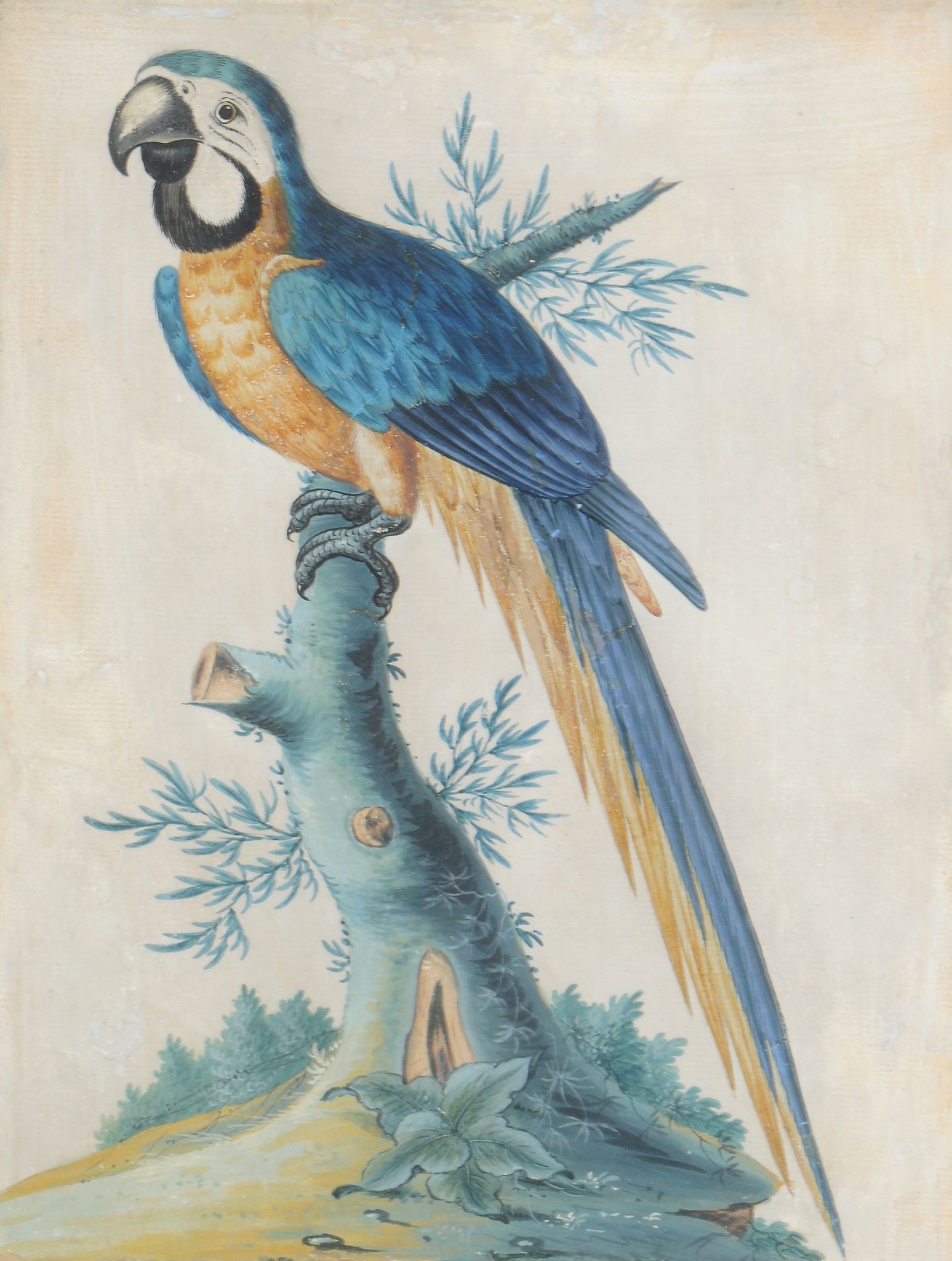Attributed to Samuel Dickson (Irish fl.1748-1769), Four exotic birds - Image 3 of 6