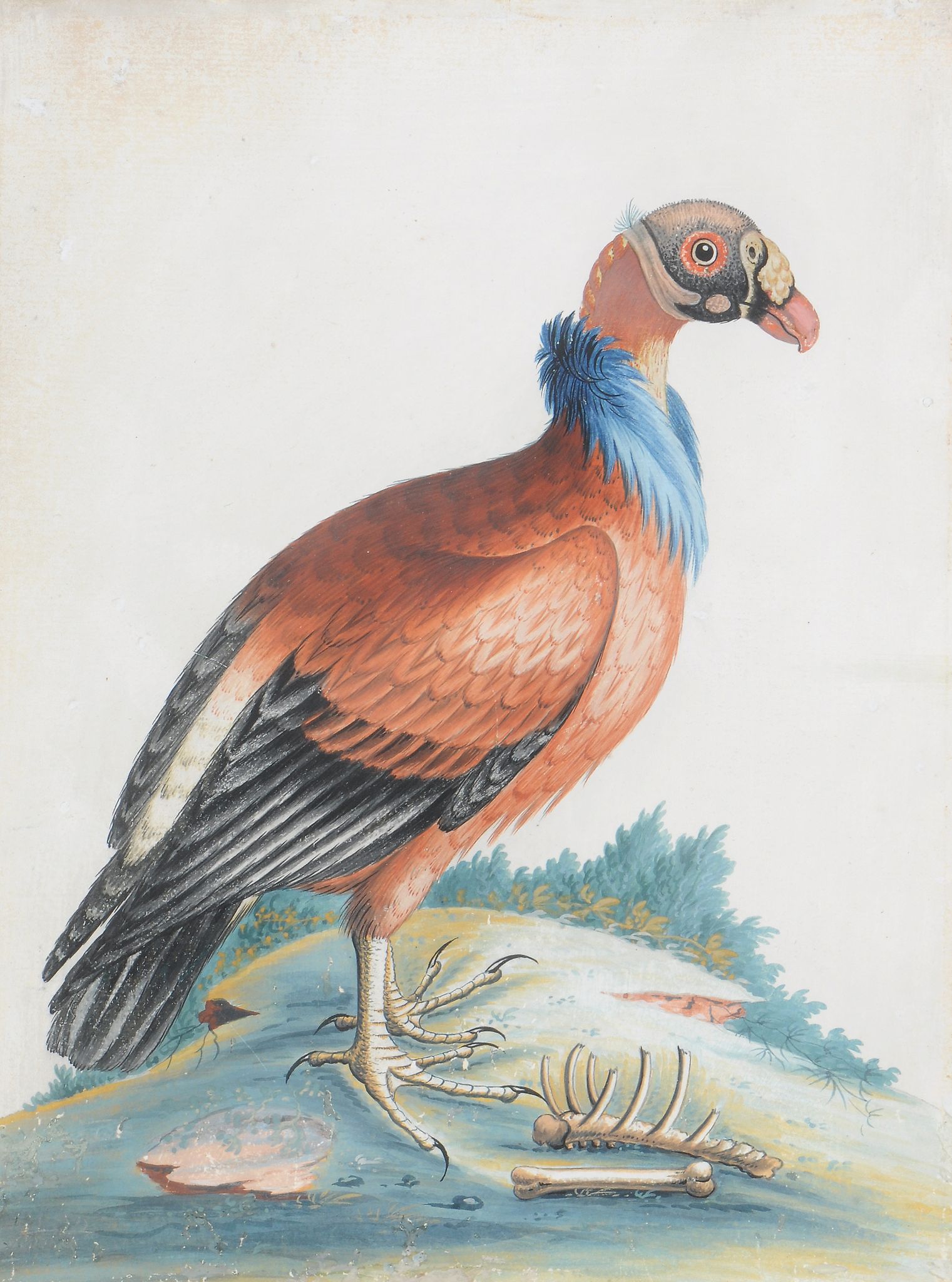 Attributed to Samuel Dickson (Irish fl.1748-1769), Four exotic birds - Image 2 of 6