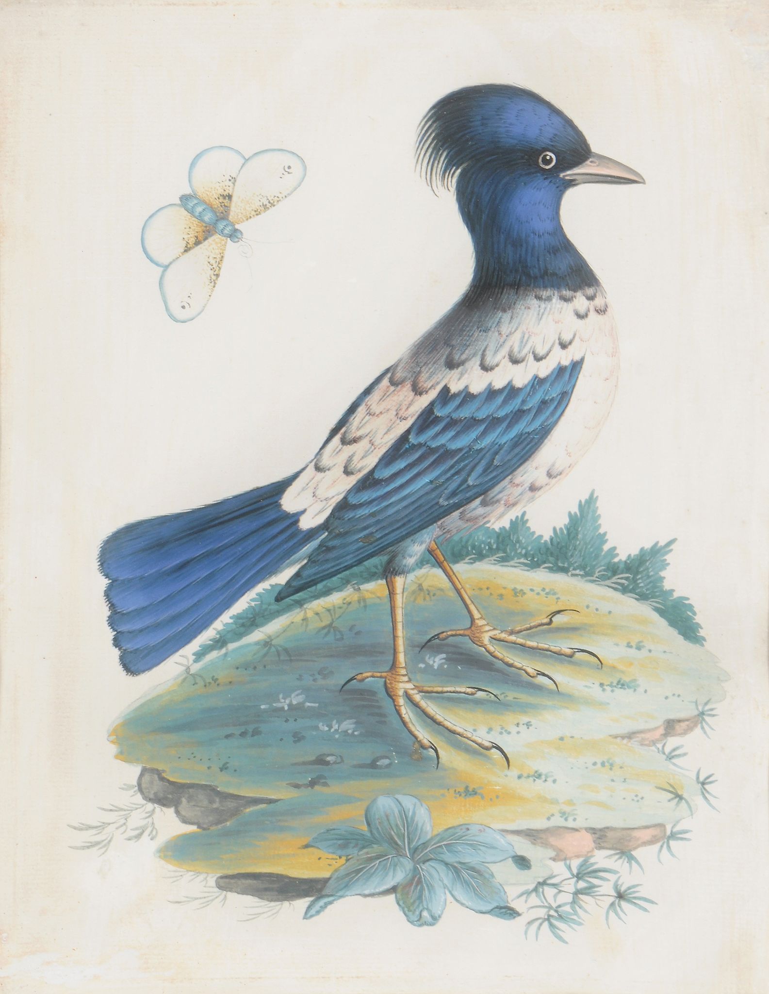 Attributed to Samuel Dickson (Irish fl.1748-1769), Four exotic birds - Image 4 of 6