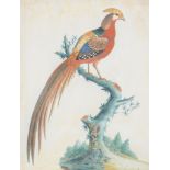 Attributed to Samuel Dickson (Irish fl.1748-1769), Four exotic birds