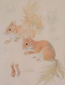 δ Mildred Eldridge (British 1909-1991) - Squirrels Pencil and watercolour Signed and dated 1970