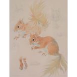 δ Mildred Eldridge (British 1909-1991) - Squirrels Pencil and watercolour Signed and dated 1970