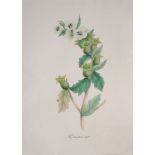 After M.A. Burnett (mid 19th century) - Flower studies A group of twenty colour lithographs Each