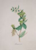 After M.A. Burnett (mid 19th century) - Flower studies A group of twenty colour lithographs Each