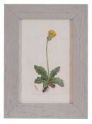 A set of twelve hand coloured botanical engavings, late 18th century and later mounted, framed and