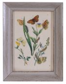 A set of twelve hand coloured engravings of butterflies, 19th century and later framed and glazed,