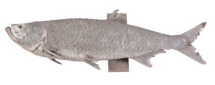 A preserved model of a tarpon (Megalops atlanticus), mounted on a wooden wall-mount, approx 178cm