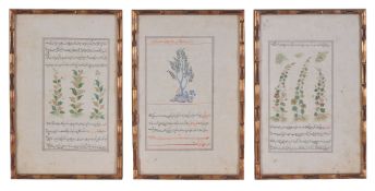 Three illustrated leaves depicting flowering plants including Hemlock (sarv), from a dispersed