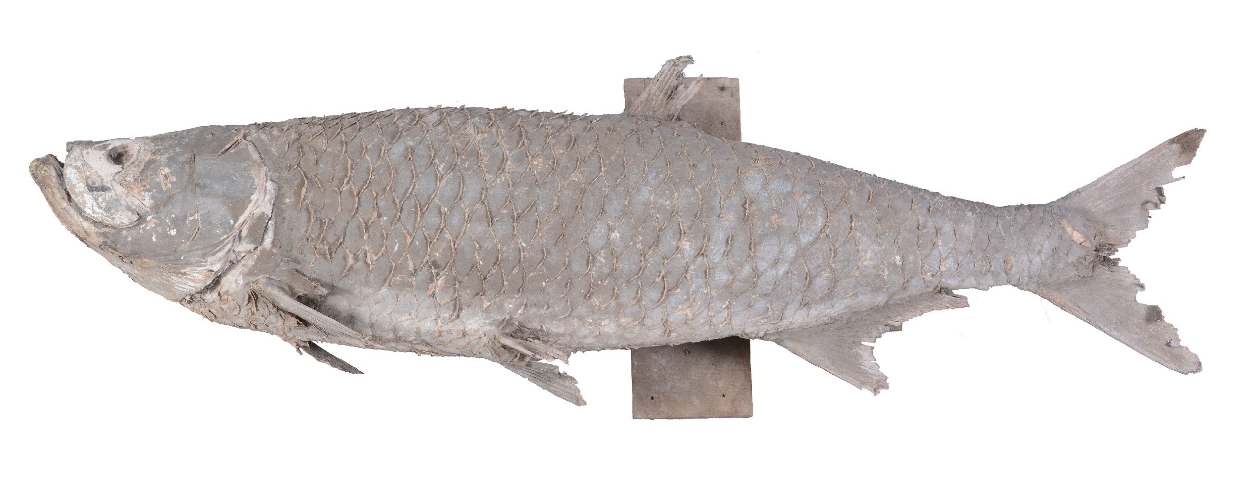 A preserved model of a tarpon (Megalops atlanticus), mounted on a wooden wall-mount, approx 178cm in