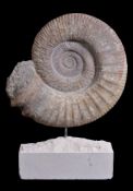 A large fossil ammonite, Mantelliceras, Atlas mountains, Cretacious period, 145 ~ 66million years