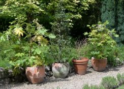 A pair of terracotta garden urns containing fig trees, 20th century, the urns of tapering form, 49cm