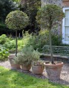 A pair of terracotta garden urns containing bay trees, the tapered urns moulded with foliate