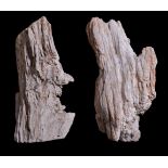Two fossilised wood tree trunk sections, late Miocene period, circa 5 million years old, of