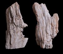 Two fossilised wood tree trunk sections, late Miocene period, circa 5 million years old, of