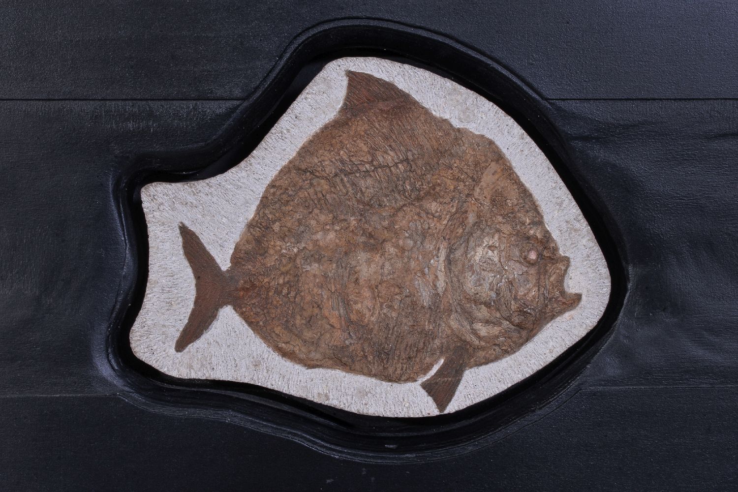 A pair of limestone set fossilised fish, Airpichthys, Lebanon, Cretaceous period, circa 145 ~ 66 - Image 2 of 3
