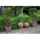 Two terracotta garden planters containing bay trees, the planters each of square section 41cm and