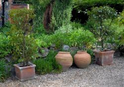 Two terracotta garden planters containing bay trees, the planters each of square section 41cm and