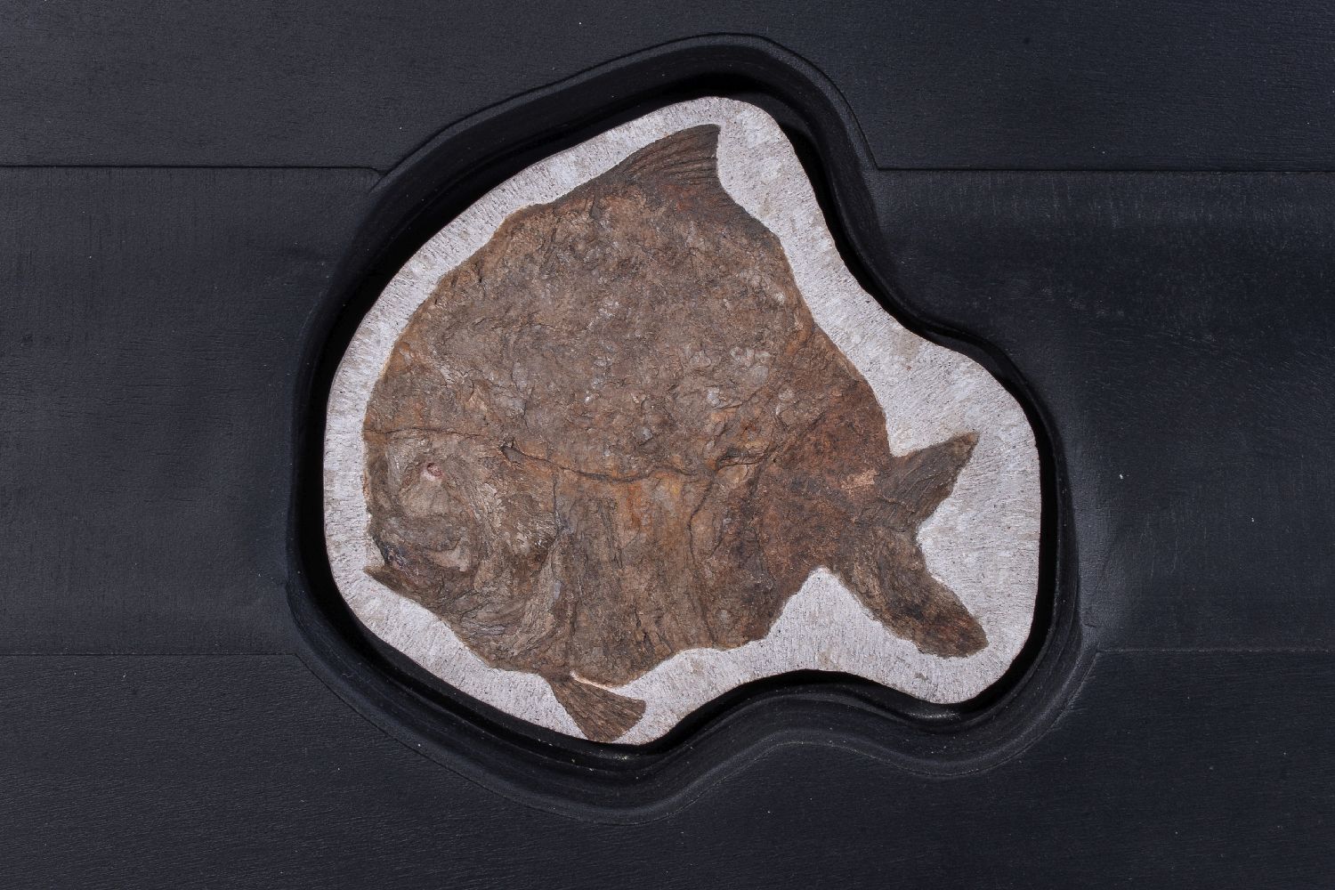 A pair of limestone set fossilised fish, Airpichthys, Lebanon, Cretaceous period, circa 145 ~ 66 - Image 3 of 3