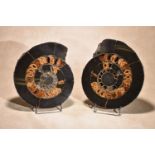 A pair of Russian split and polished ammonite halves, Jurassic Period, 208 ~ 146 miiliion years old,