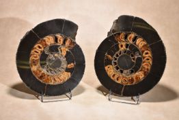 A pair of Russian split and polished ammonite halves, Jurassic Period, 208 ~ 146 miiliion years old,