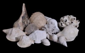 A collection of fossil seashells, Florida, Miocene period, circa 30 ~ 5 million years old, the