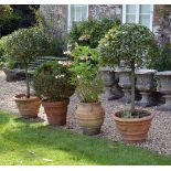 A pair of terracotta garden urns containing ornamental bay trees, the tapered urns with moulded