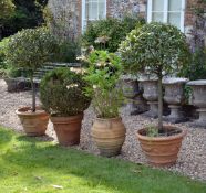 A pair of terracotta garden urns containing ornamental bay trees, the tapered urns with moulded