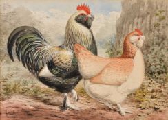 J. W. Ludlow (British 1840-1915) Six chicken studies