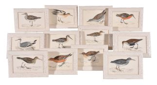 A series of twelve hand-coloured Victorian ornithological wood block prints by Benjamin Fawcett or