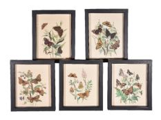 A set of twelve Victorian coloured zoological prints of butterflies and caterpillars