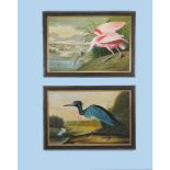 A matched pair of paintings of exotic birds