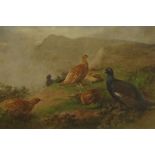 J Hancock (19th/20th century): Grouse in the Uplands,