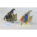 Royal Crown Derby Tropical Angel Fish Paperweight with gold stopper and a Pacific Angel Fish