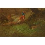 J Hancock (19th/20th century): Pheasants in the Undergrowth,