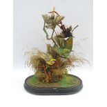 Taxidermy - A group of four exotic song birds on oval base H 38cm Condition Report &